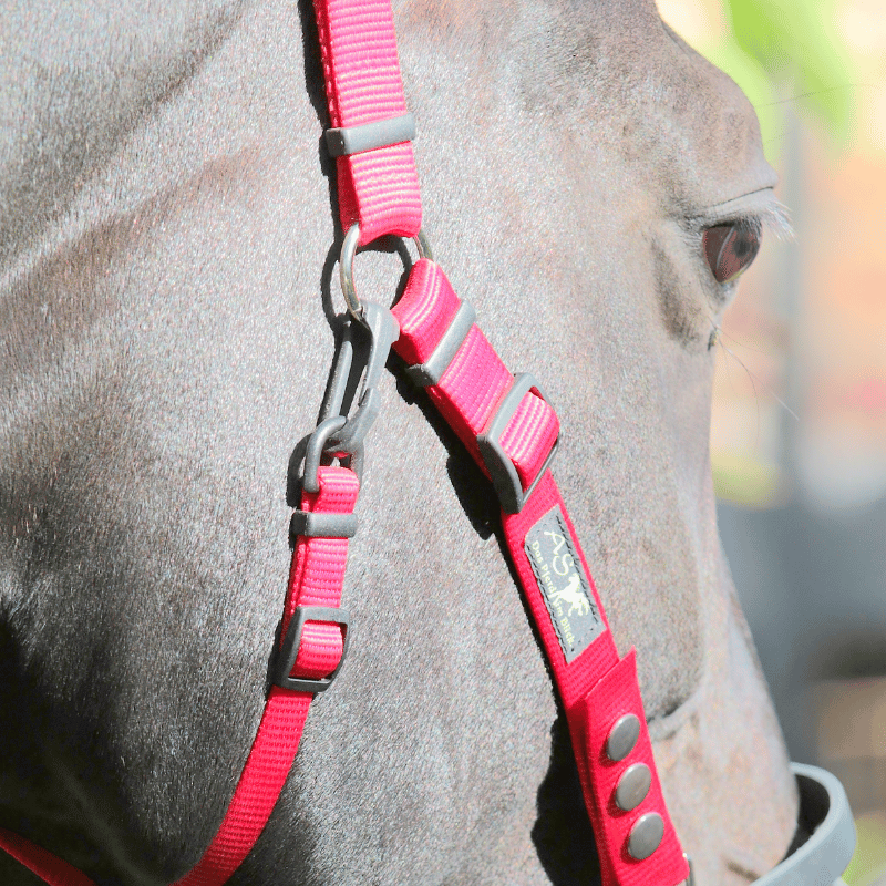 rood AS das Pferd kopstuk met kunstof sluitclip