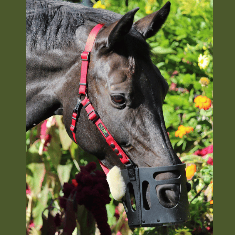 Paard met AS das pferd graasmasker met roodhalster