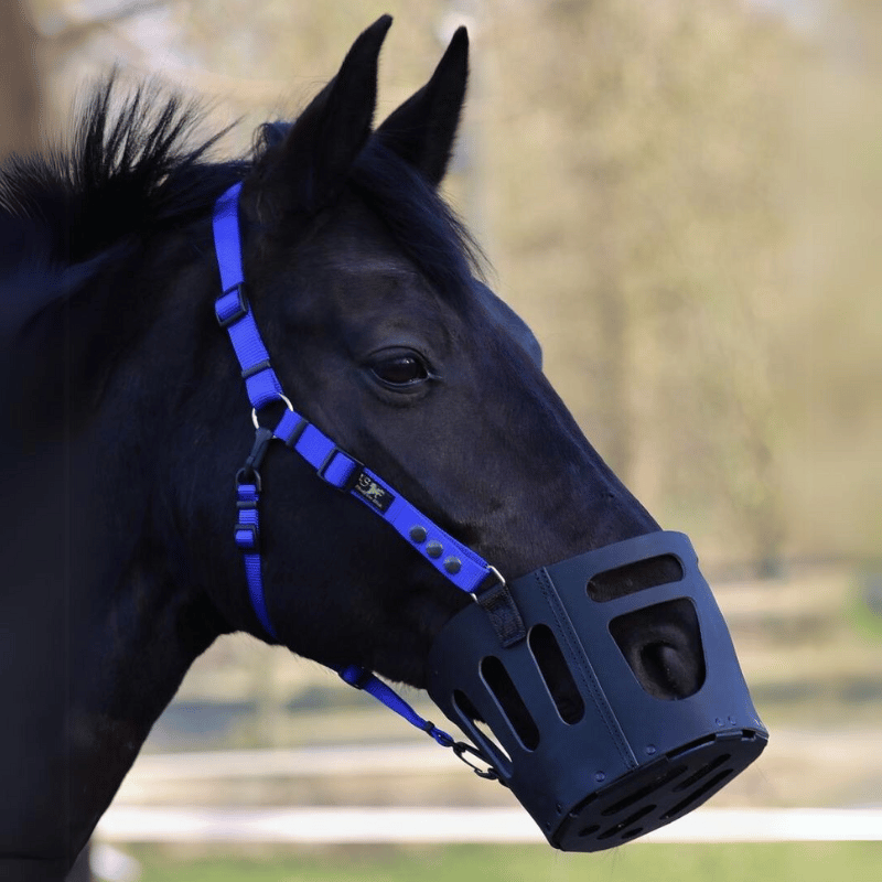 As das Pferd im blick graasmasker met blauw halster