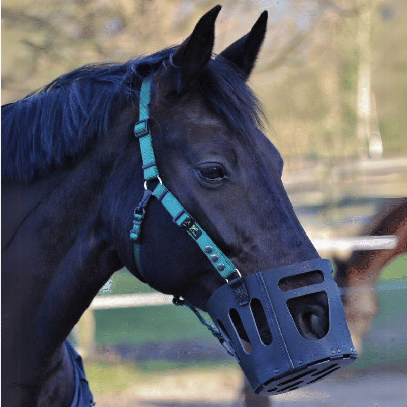 As das Pferd im blick graasmasker met groen halster