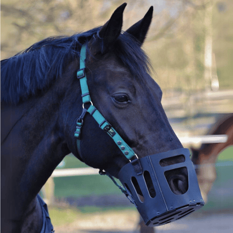 As das Pferd im blick graasmasker met groen halster
