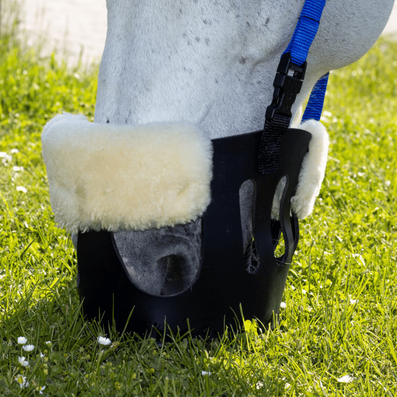 Paard eet gras met AS das Pferd graasmasker