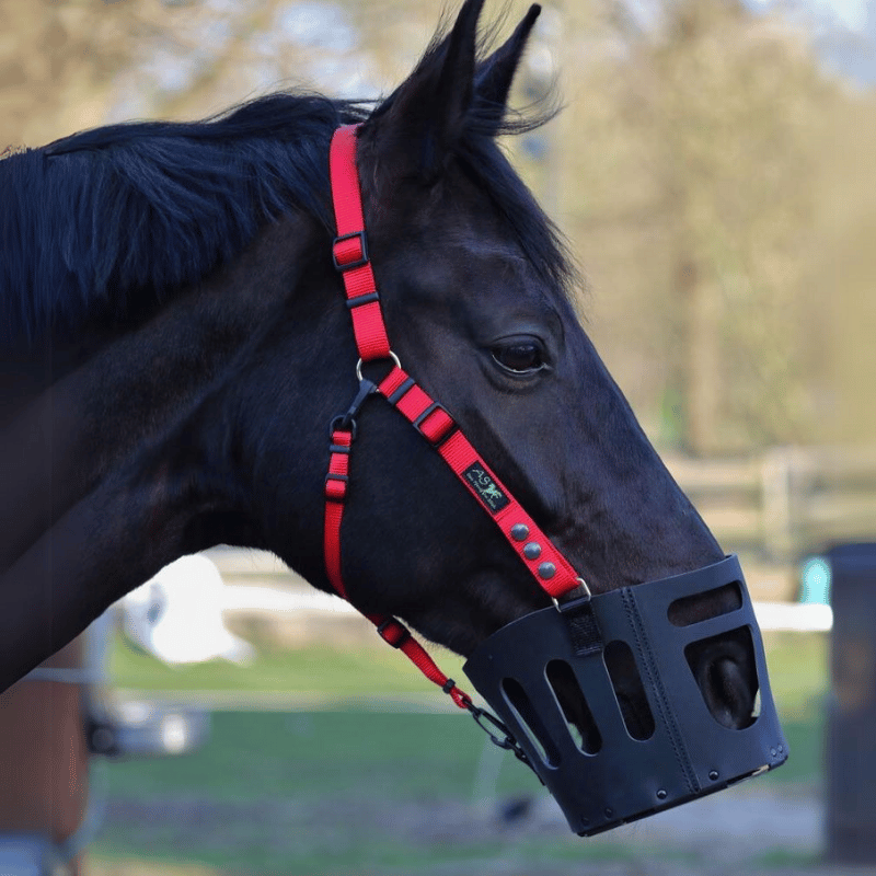 As das Pferd im blick graasmasker met rood halster