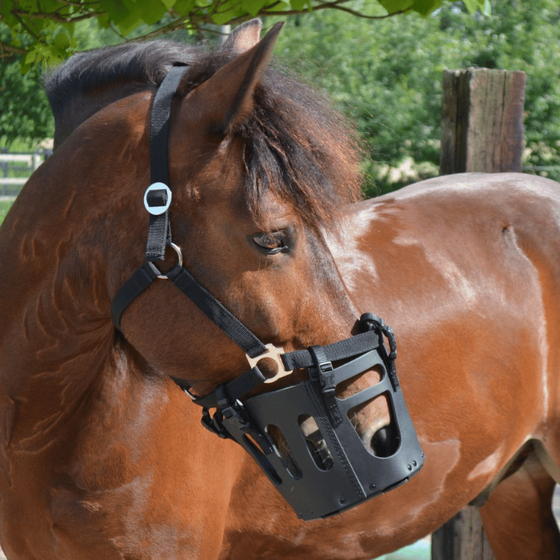Slank paard met As das Pferd graasmasker voor aan eigen halster.