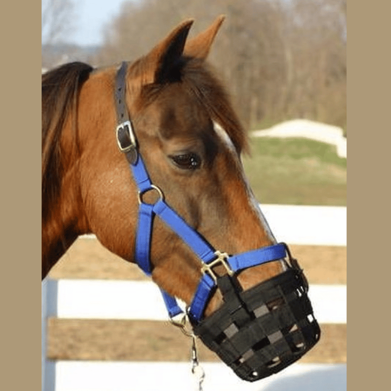 Paard met Best Friend Standaard graasmasker en veiligheidshalster.