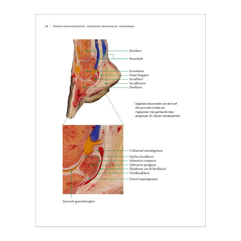 pagina 38 van het boek over hoefkatrol ontsteking van Remco Sikkel