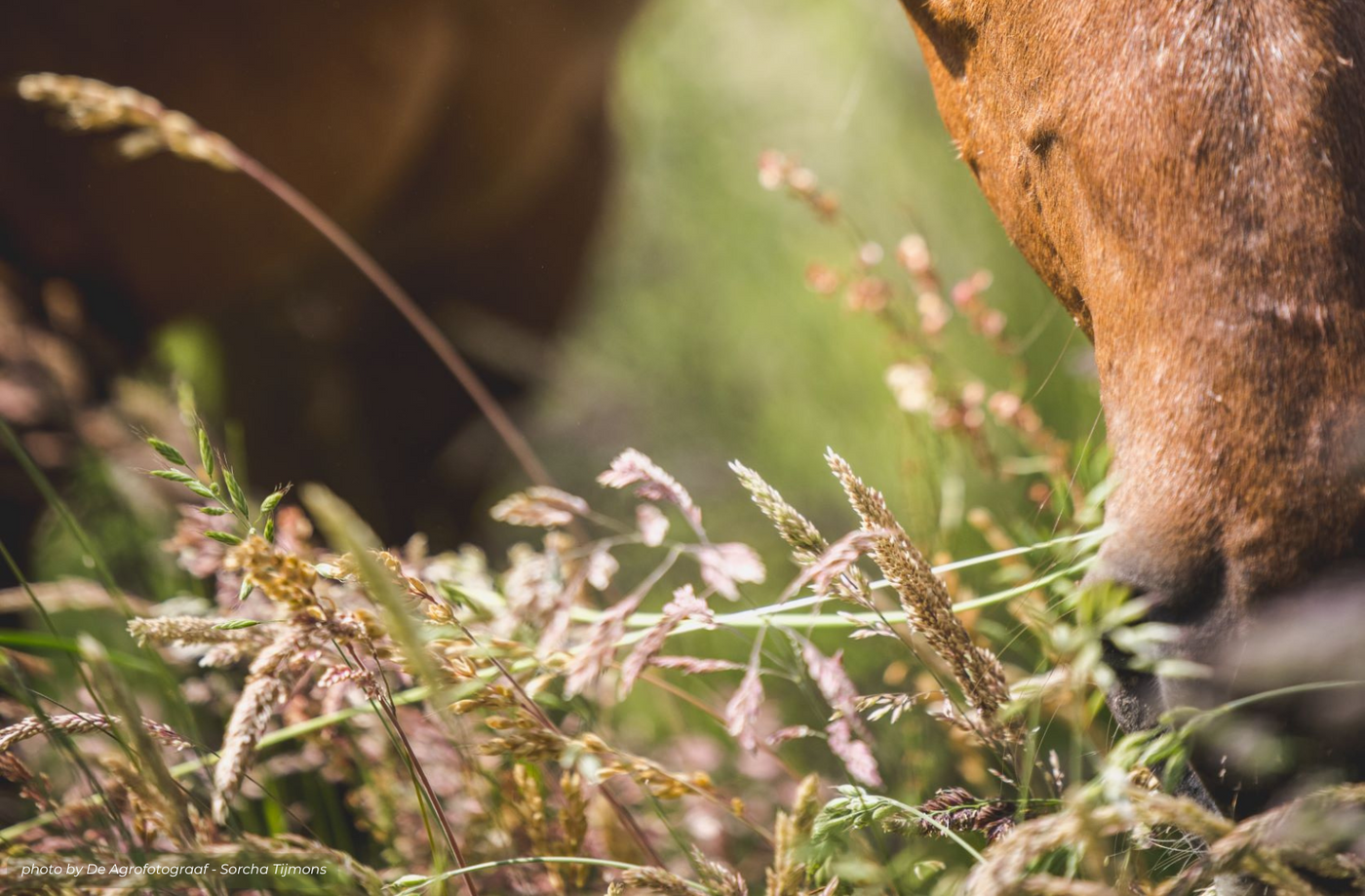 Homepage afbeelding banner PaardEerlijk