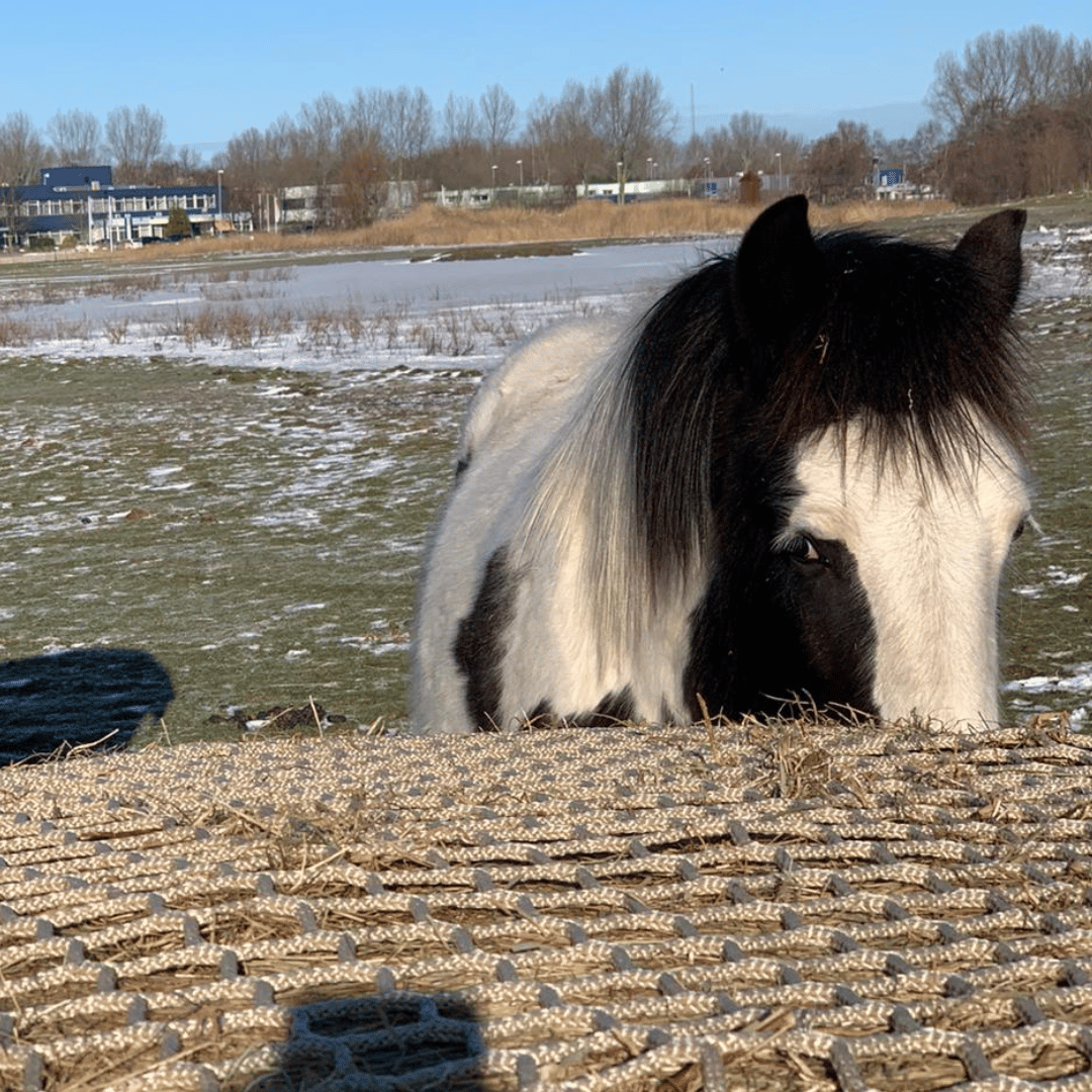 Paard eet uit PaardEerlijk slowfeeder hooinet in zelf gekozen afmeting.