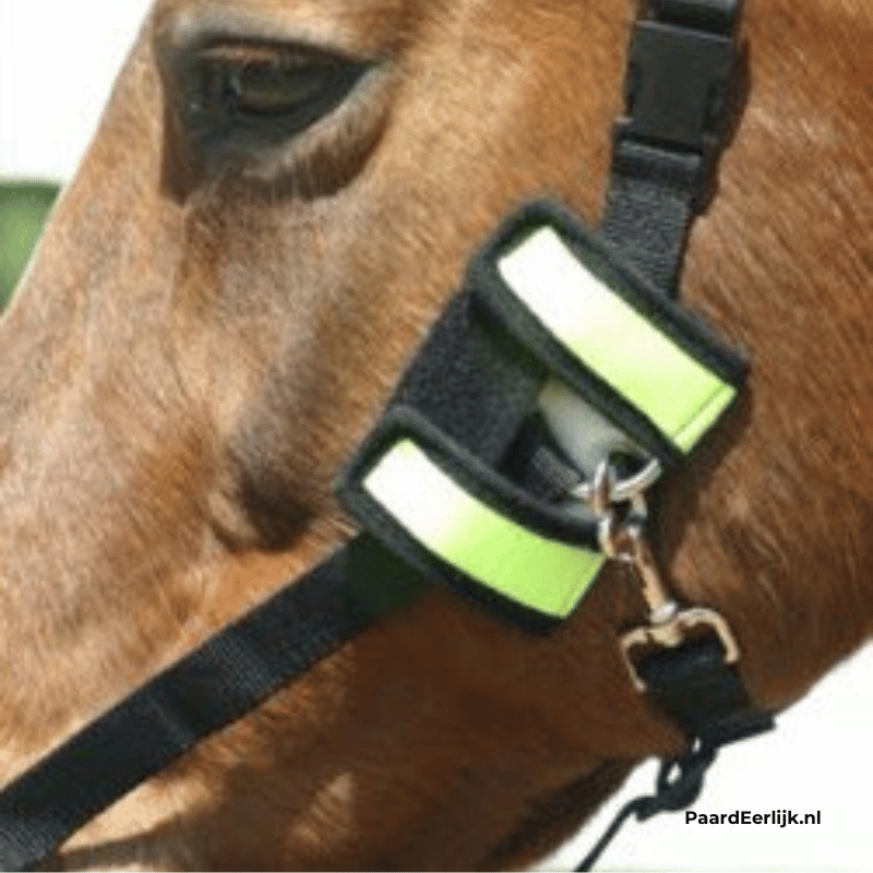 Paard met halster en muzzel mates in gebruik