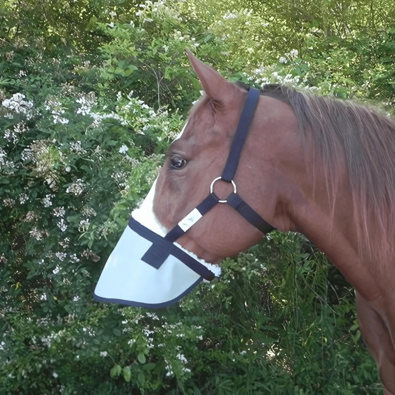 Paard draagt NAG uv-bescherming tegen zonnebrand op de neus