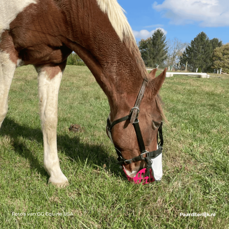 paard graast met GreenGuard graasmasker en Uv-beschermer