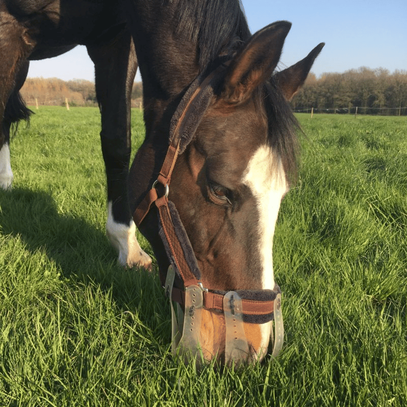 paard graast in weide met Thinline graasmasker