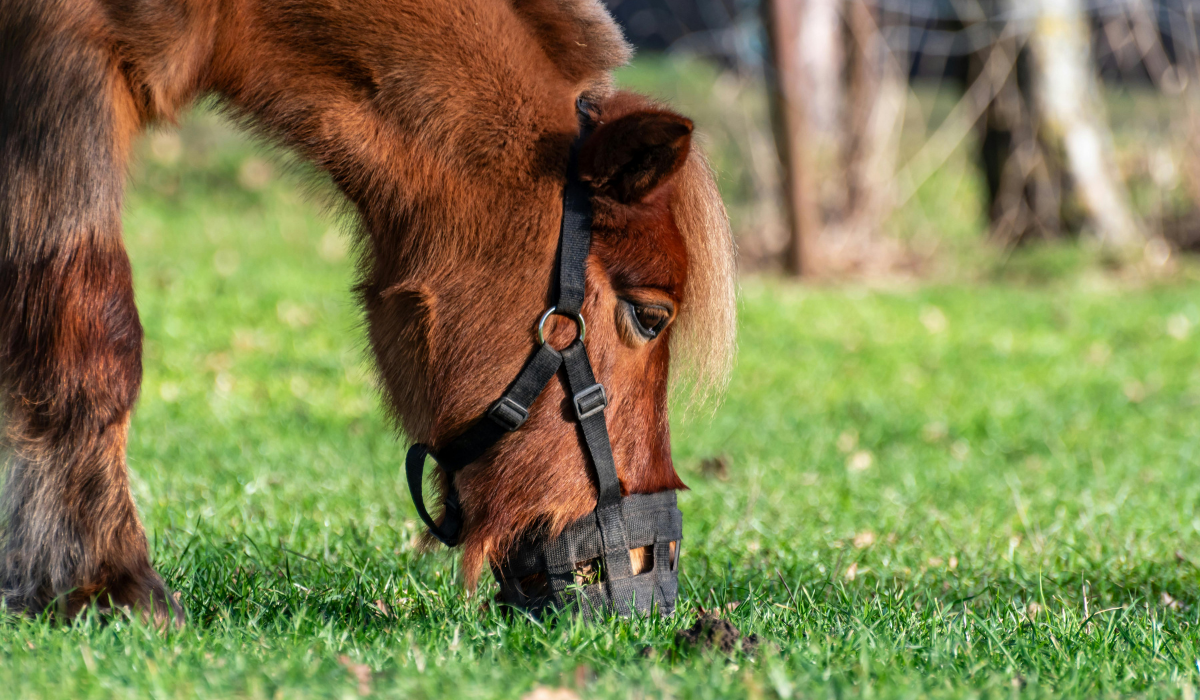 Graasmaskers-voor-mini-paarden-en-kleine-pony’s