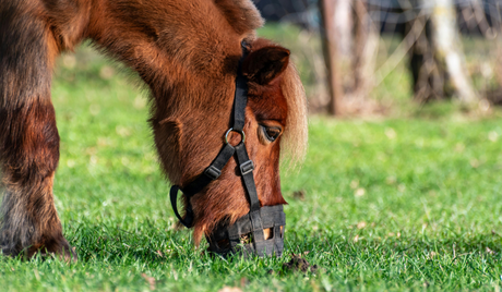Graasmaskers-voor-mini-paarden-en-kleine-pony’s