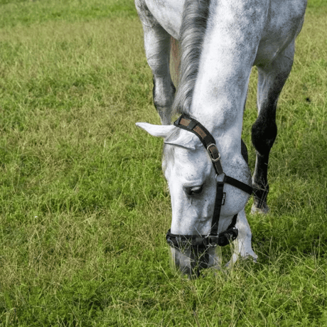 Top 5 beste graasmaskers van 2025