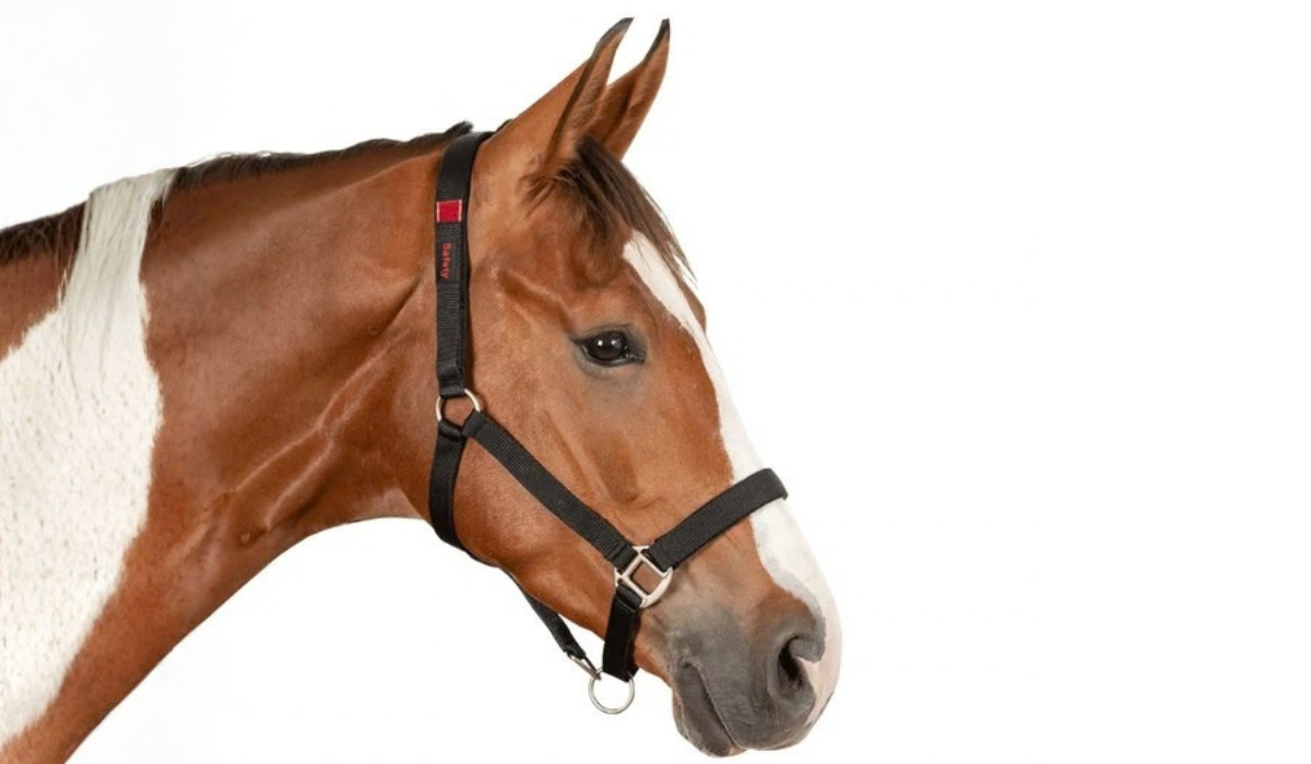 Veiligheidshalsters en een graasmasker: hoe veilig is een breakaway?