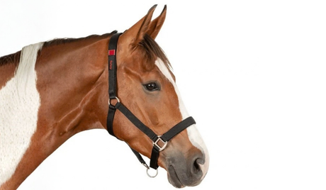 Veiligheidshalsters en een graasmasker: hoe veilig is een breakaway?