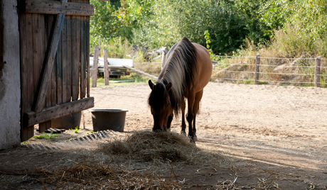 Graasmasker bij zand eten: wanneer helpt het je paard?