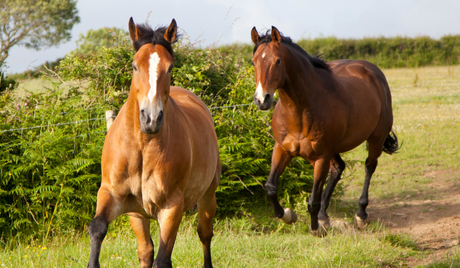 Waarom jouw paard meer stappen nodig heeft dan je denkt