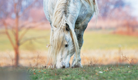 De beste graasmaskers voor grote trekpaarden en koudbloeden