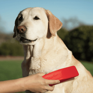 Hond wordt geborsteld met de zachtste hondenborstel StripHair