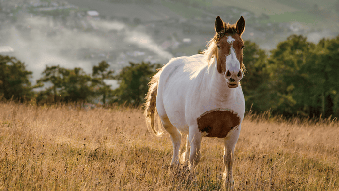 voeding is geen quick fix voor paarden